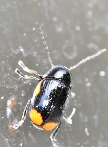 Cryptocephalus moraei